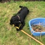 a black dog finding its purpose in chewing a stick